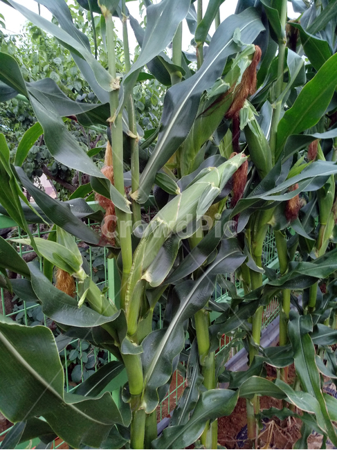 옥수수,옥수수밭,옥수수재배,곡식,곡물,곡류,곡식,cereals,농업,농사,agriculture,farming,farming industry