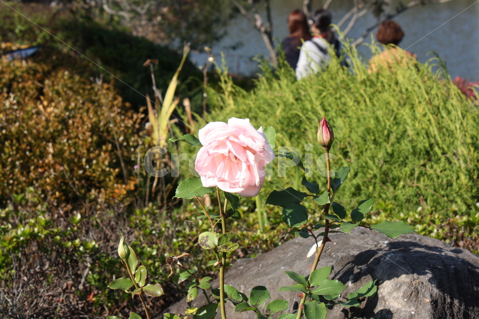 장미,연핑크,한송이,아웃포커싱,고귀한,아름다운,식물,자연,plants,nature,꽃,flower
