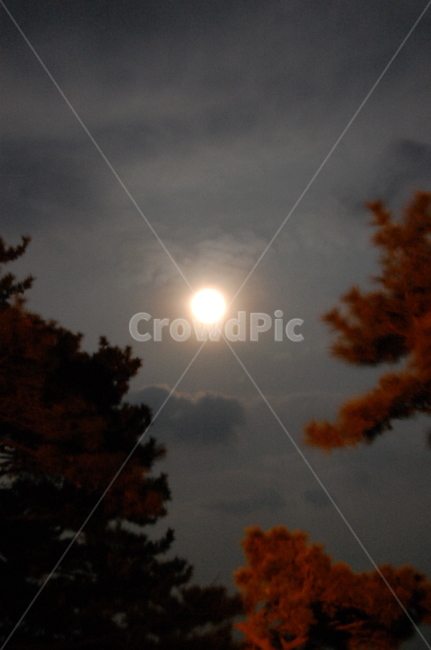 nature,outdoors,자연,옥외,달빛,정원,moonlight,동화