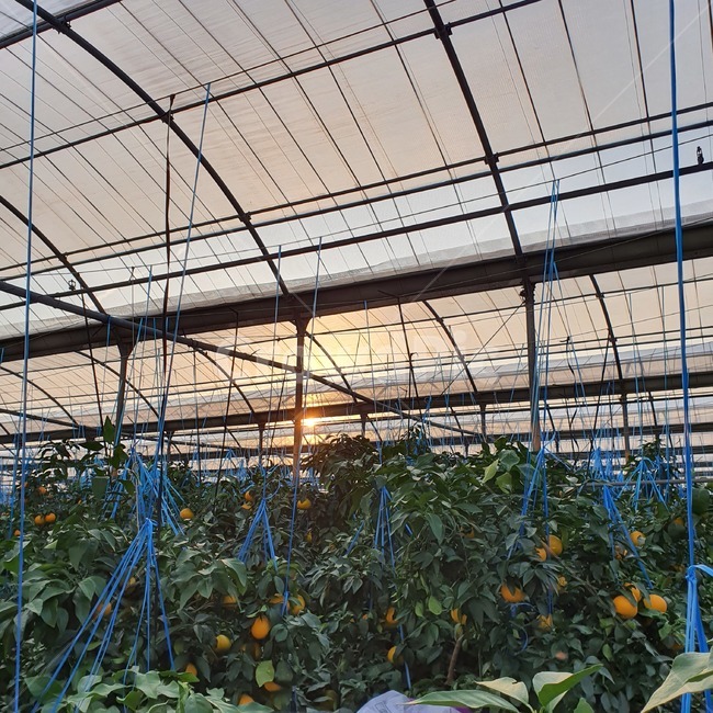 황금향,과수원,귤농사,비닐하우스,생산액,식물,나무,귤,감귤류과일,제주도,노을,orange,green,농사