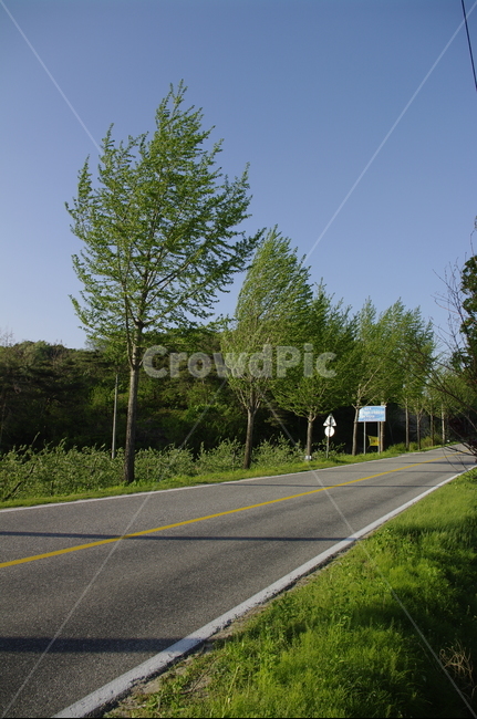 가로수,신록,초록,나무,식물,plant,도로,길,하늘,자연,풍경,nature,landscape,road,asphalt,아스팔트,freeway,고속 도로,highway,고속도로
