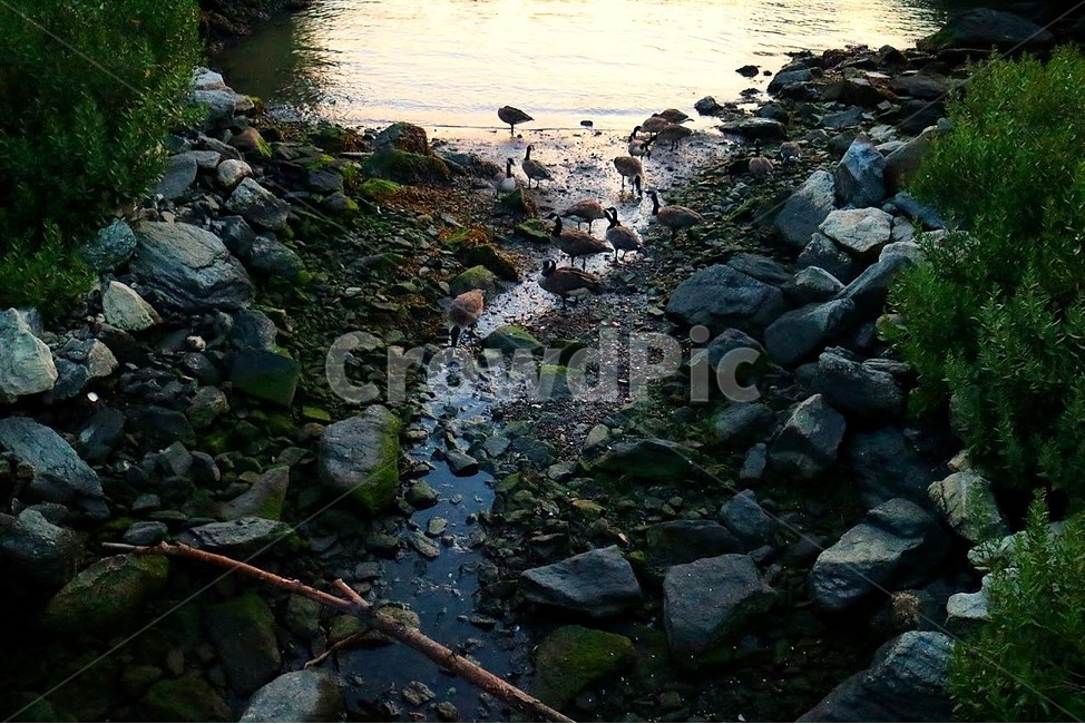 오리,강,천둥오리,공원,갠트리공원,gantrypark,뉴욕,미국,강가,자연동물,생태계,동물,animal,조류,새,birds,휴식,힐링,rest,relaxation,healing