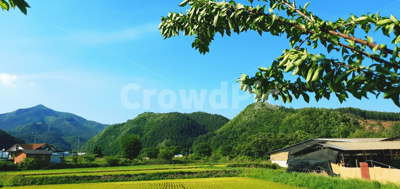 하늘,나뭇잎,햇빛,태양,해,초록나무,tree,sky