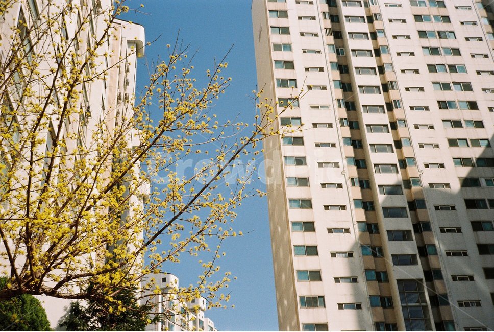 꽃나무,tree,flower,노랑색꽃나무,봄,spring,도시,풍경,city,landscape,한국도시풍경,한국도시경관,korea cityscape,building,건물,high rise,고층 건물,시티,town,urban,어반,apartment building,아파트,home decor,가정 장식