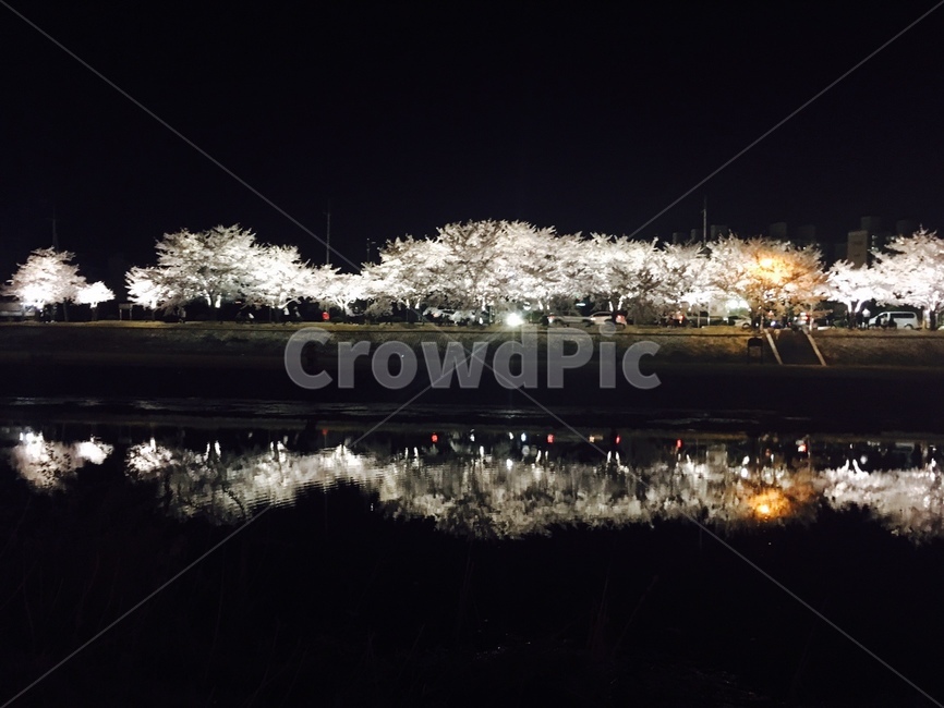 벚꽃,풍경,야경,감성,경상북도,봄,계절,spring,season,야경,밤,풍경,nightscape,night,landscape,nature,자연,outdoors,옥외