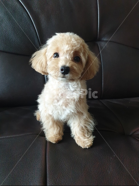 푸들,강아지,아기강아지,토이푸들,dog,귀여운,사랑스러운,정면,애완동물,강아지미용,쇼파