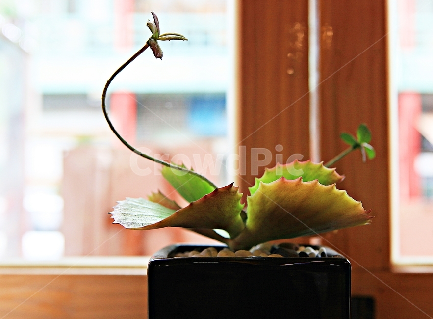 가짜식물,화분,창문,배경,사물,실내용화초,화분,화초,house plant