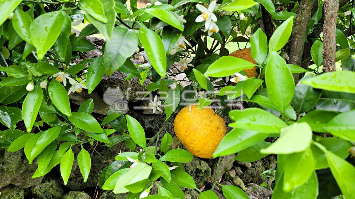 하귤,하귤꽃,하귤나무,열매,꽃,감귤류과일,fruit,식물,plant