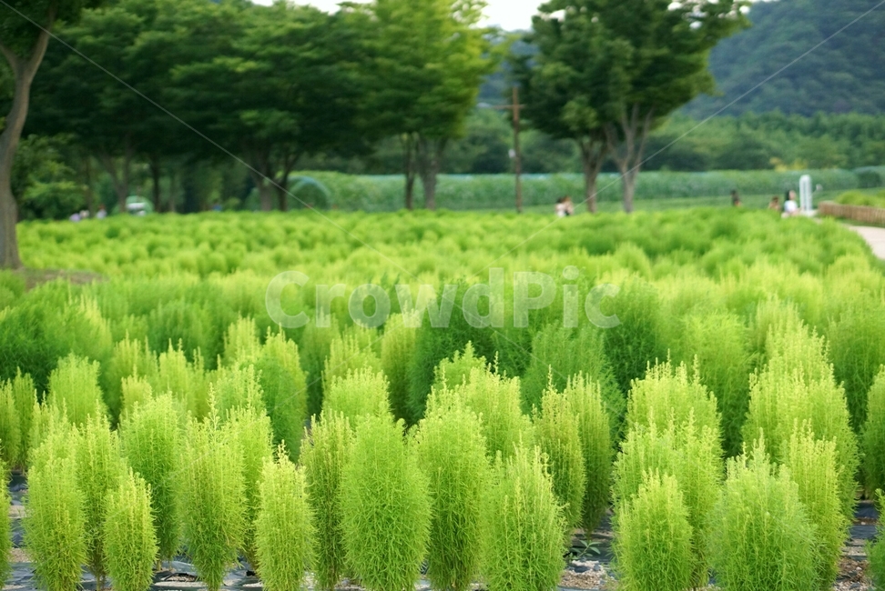 율마,tree,나무,식물,연두색,plant,bush,vegetation,초목,conifer,구과식물,자연,풍경,nature,landscape