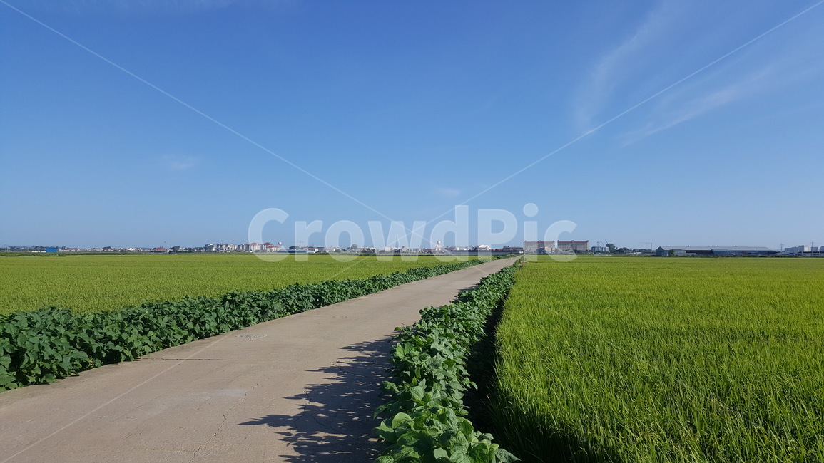 논,자연,비포장도로,도로,하늘,들,시골,마을,풍경,landscape,country,rural,town,농업,농사,agriculture,farming,farming industry