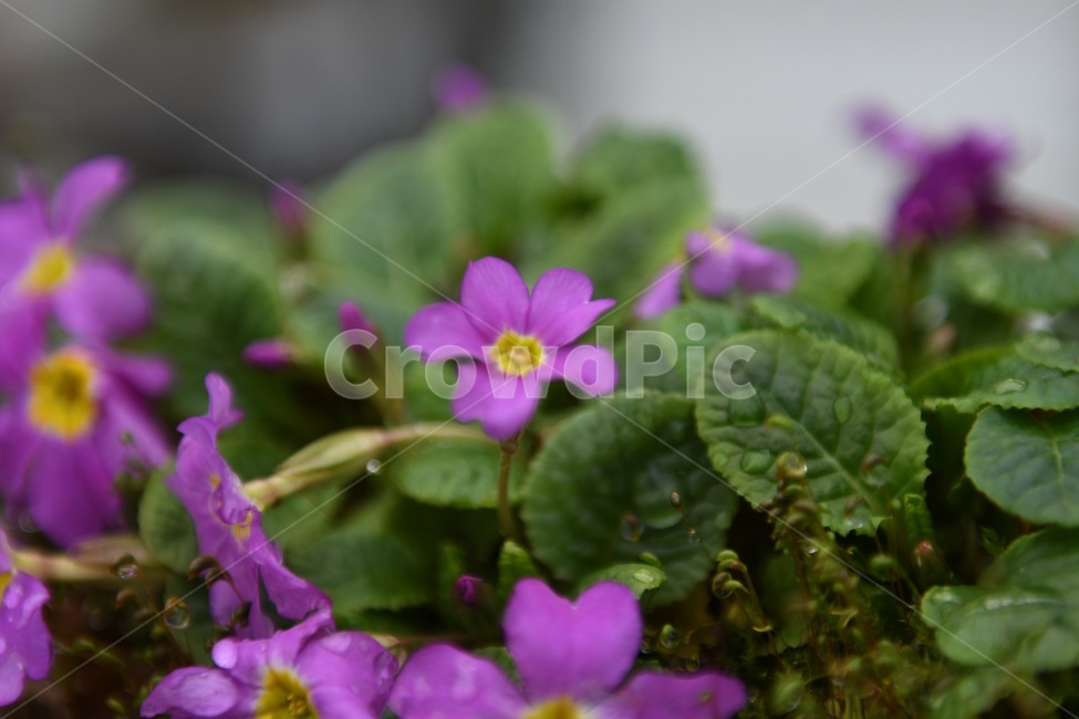 식물,꽃,감성사진,자연,flower,꽃사진,봄,봄꽃,계절,빗방울,비,감성,4월,spring,힐링,자연풍경,풍경,식물,자연,plants,nature,꽃,flower