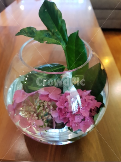 꽃,화분,식물,인테리어,꽃장식,flower,장식,생화,실내용화초,화분,화초,house plant