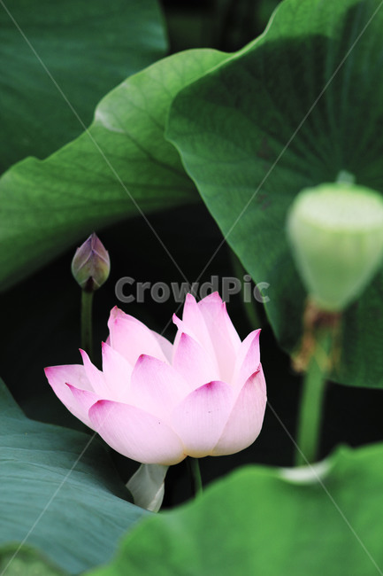 연꽃,lotus,식물,plant,flower,꽃,blossom,식물,자연,plants,nature,꽃,flower