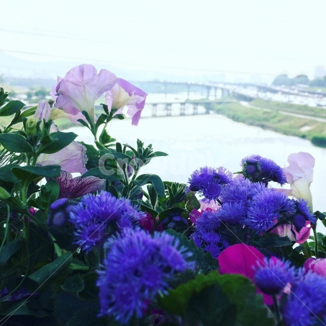 화단,꽃,하천,꽃길,풍경,경치,산책,봄,여름,계절,식물,자연,plants,nature,꽃,flower