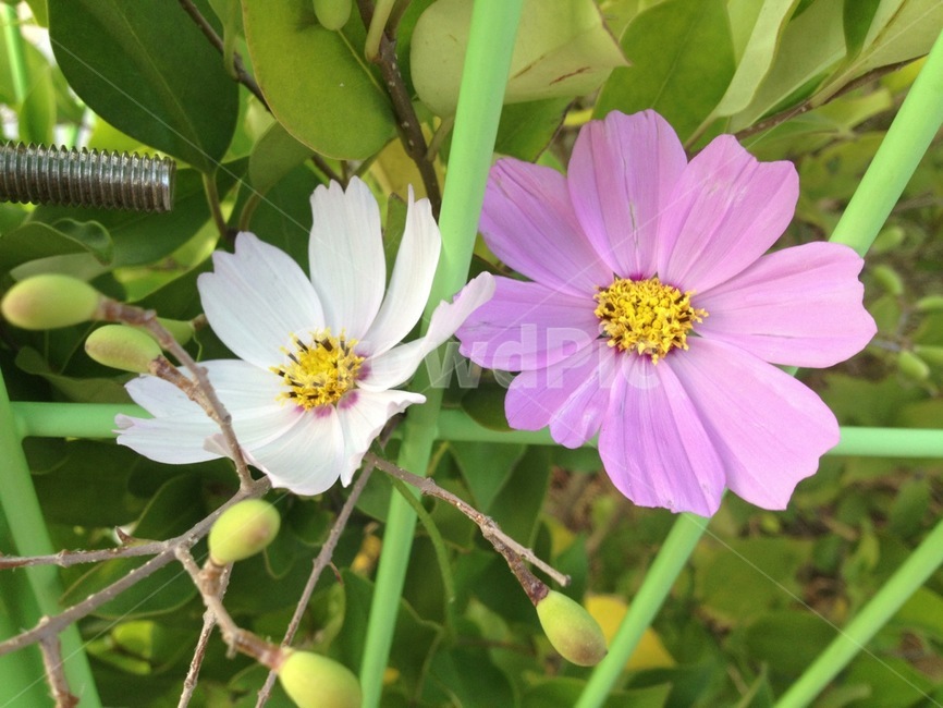 가을,꽃,코스모스,flower,fall,연보라색,식물,배경,바탕,예쁜,plants,nature,계절,season,아름다운,beautiful,가을,계절,fall,autumn,season,식물,자연,plants,nature,꽃,flower,plant