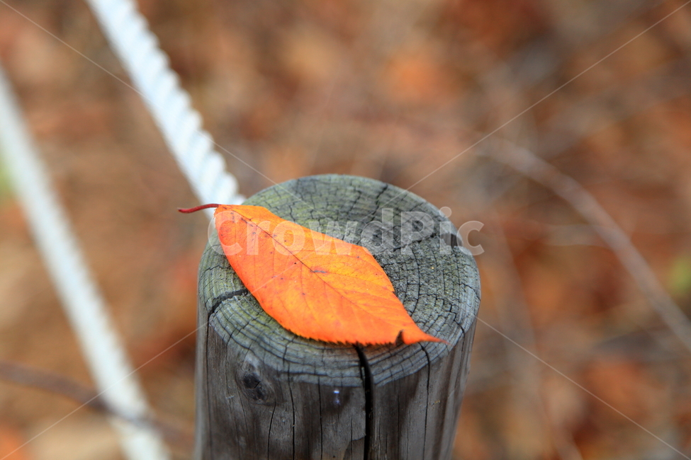 가을,낙엽,접사,근접촬영,클로즈업,가을,계절,fall,autumn,season,plant,식물,leaf,잎,tree,나무