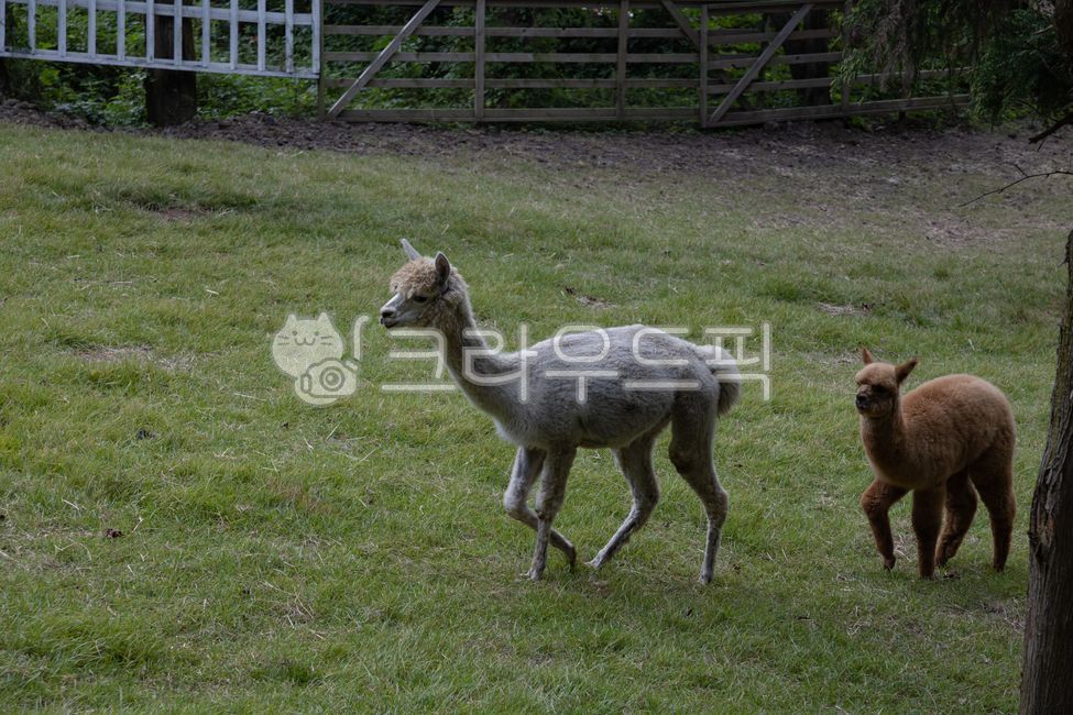 chile animals,grazing animals,Camelidae,chordate,Peruvian Animals,Pets,mammal,alpaca,joiner,animal,mammalia,pet