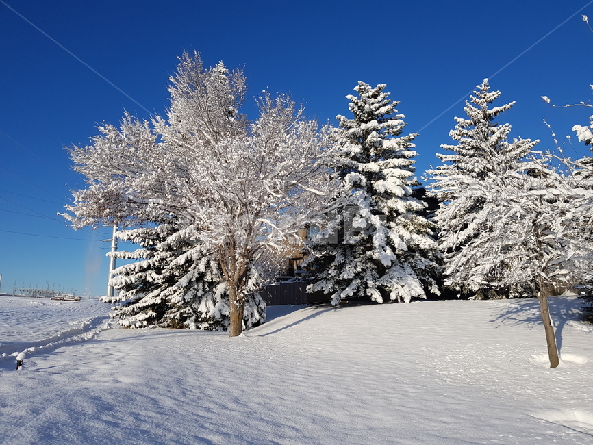 전나무,겨울,풍경,눈,tree,겨울,계절,winter,season