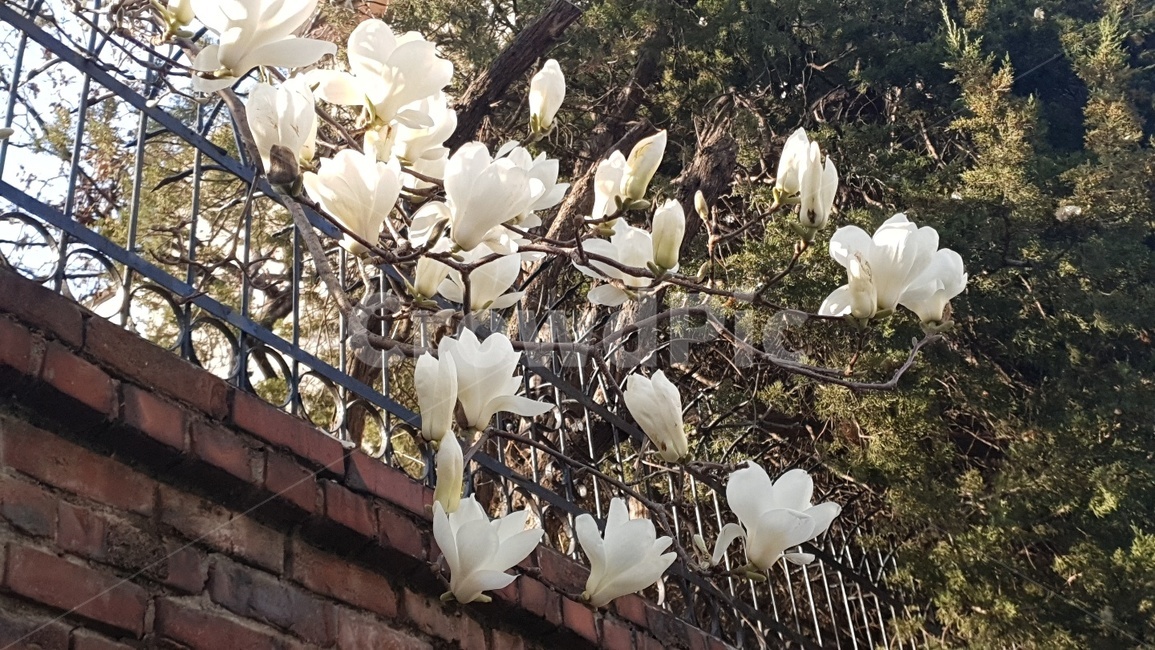봄,꽃,목련,감성,식물,봄,계절,spring,season,식물,자연,plants,nature,꽃,flower,plant