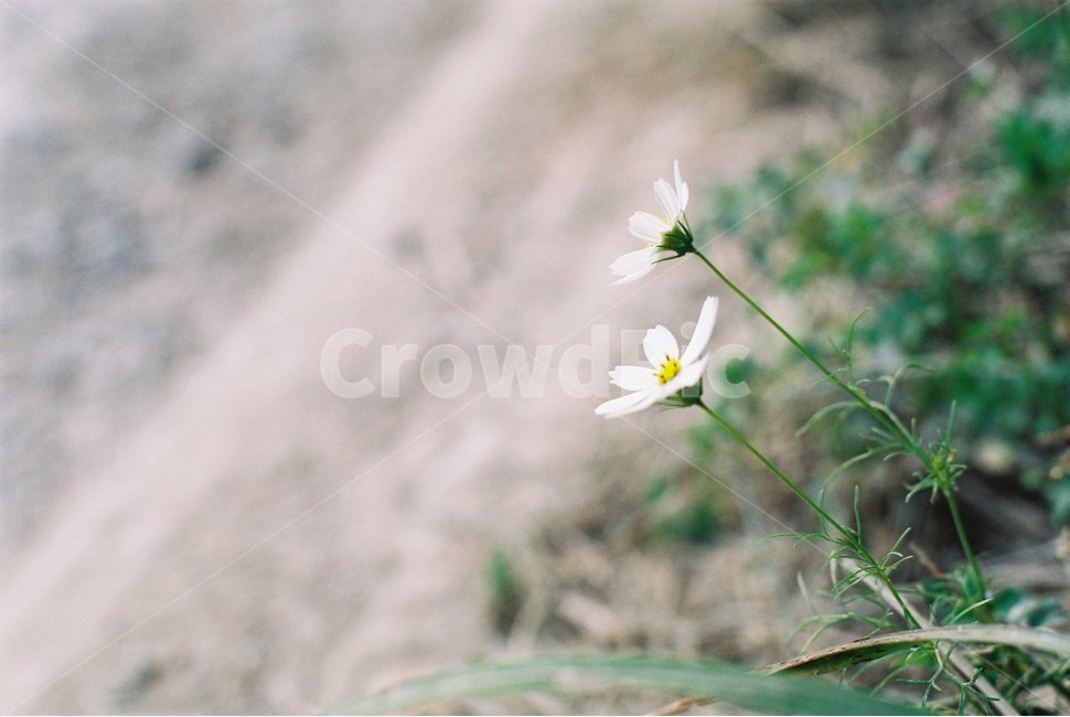 코스모스,가을,들꽃,가을꽃,계절,아름다움,청초함,순애보,순정,season,식물,자연,plants,nature,꽃,flower,fall,식물,자연,plants,nature,꽃,flower,감성,sensible,feeling