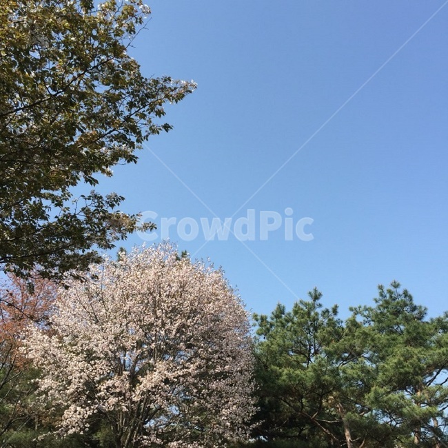 벚꽃,봄,flower,feelingofcolor,colorsensitivity,분홍,색감,색상,자연,감성,spring,plant,계절,blossom,tree