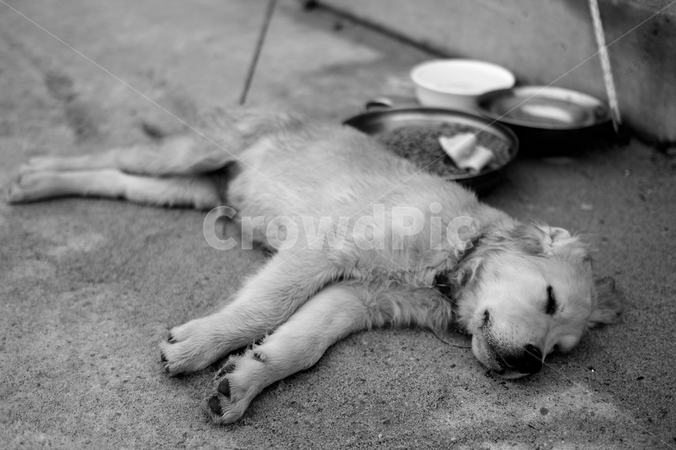 dog,개,잠,sleep,귀여운,귀여미,흑백,평온,자유,동물,animal,포유류,mammal,개,강아지,dog,doggy,흑백,모노톤,monochrome,black and white
