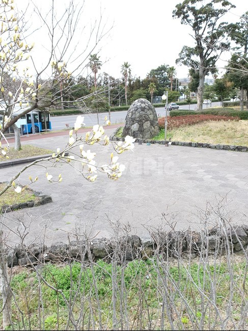 ground,바닥,꽃,자연,돌,nature,flower