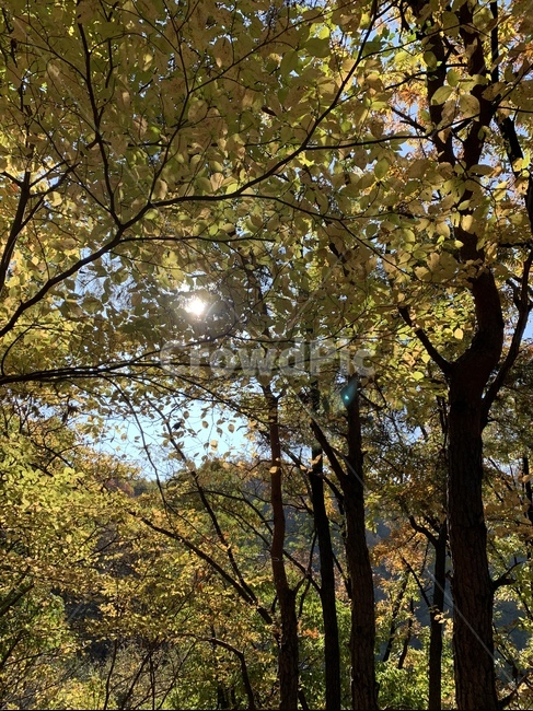 식물,plant,tree,나무,light,빛