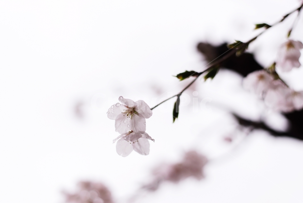 꽃,벚꽃,빗방울,봄,5월,꽃사진,봄,계절,spring,season,식물,자연,plants,nature,꽃,flower,plant,blossom