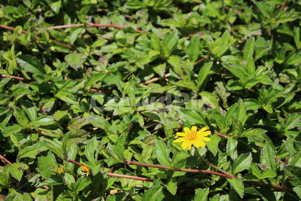 plant,꽃,풀,노랑색,초록색,식물