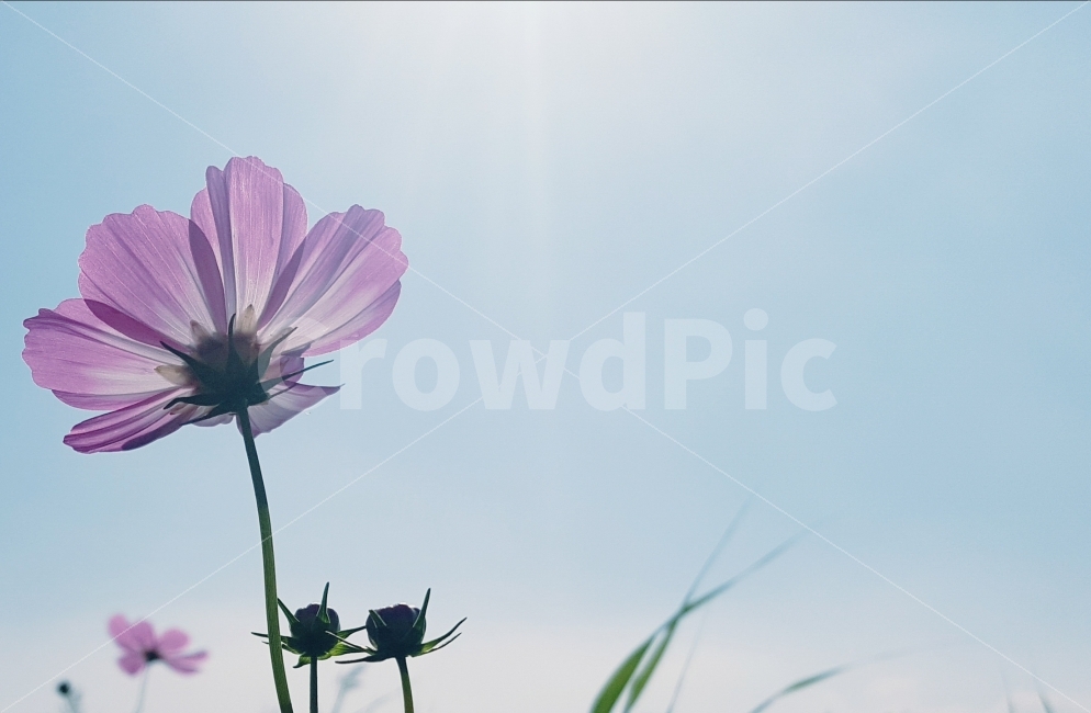 가을,코스모스,하늘,감성사진,감성,꽃,가을,계절,fall,autumn,season,식물,자연,plants,nature,꽃,flower,plant,geranium,제라늄,blossom