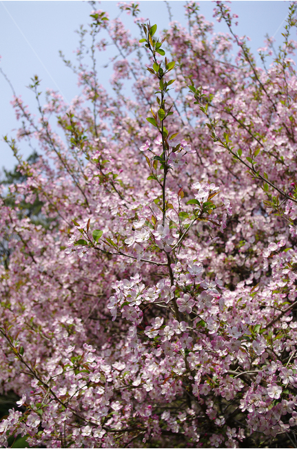 꽃해당,봄나들이,봄,봄날,봄풍경,봄꽃,감성,spring,flower,분홍색,봄,계절,spring,season,식물,자연,plants,nature,꽃,flower,plant,blossom