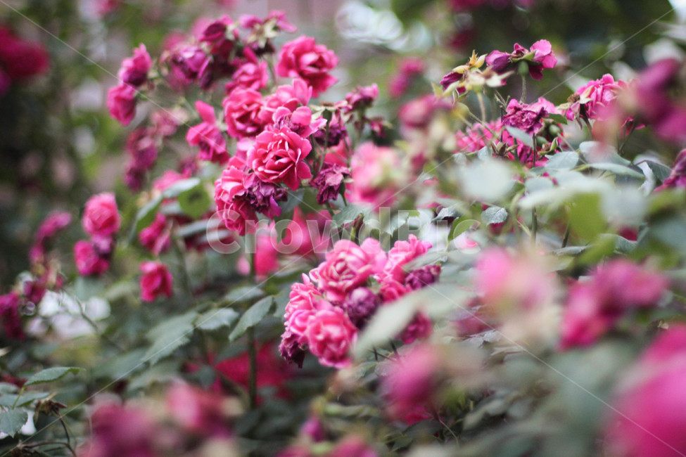 장미,여름,감성사진,빨간장미,자연,식물,자연,plants,nature,꽃,flower