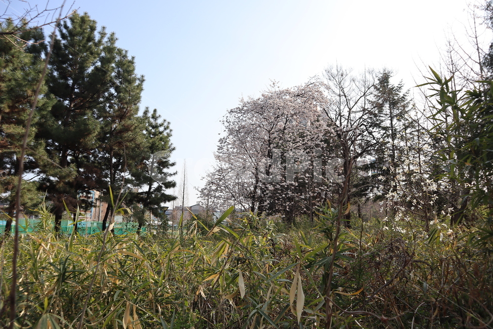 cherryblossoms,풍경,나무,벚꽃,봄