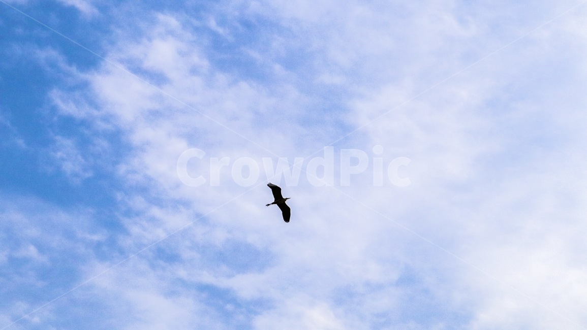 새,하늘,구름,맑음,자연,풍경,배경,조류,자유,동물,bird,skr,cloud,animal,동물,animal,조류,새,birds