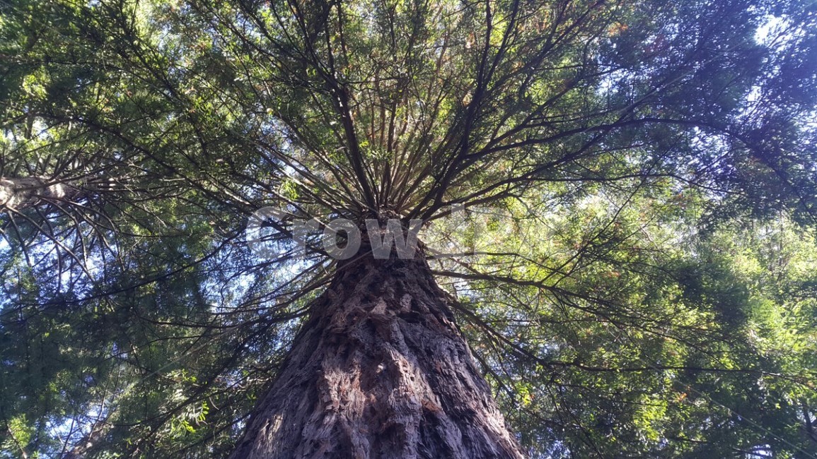 나무,숲속,자연,산림,큰나무,식물,자연,plants,nature,나무,trees,wood