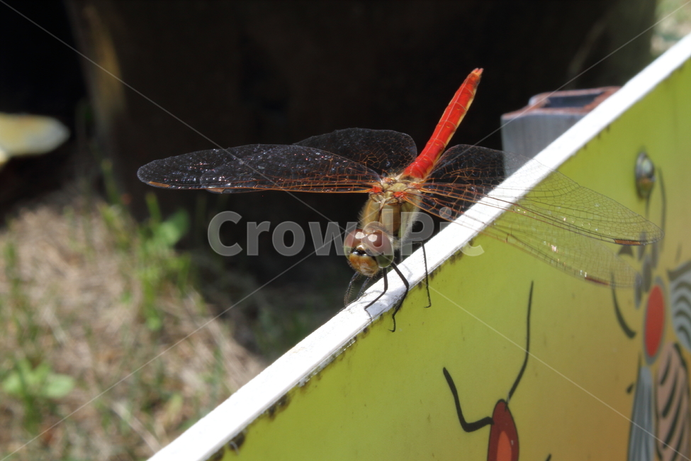 잠자리,고추잠자리,reddragonfly,dragonfly,곤충,동물,animal,곤충,벌레,insect,bug