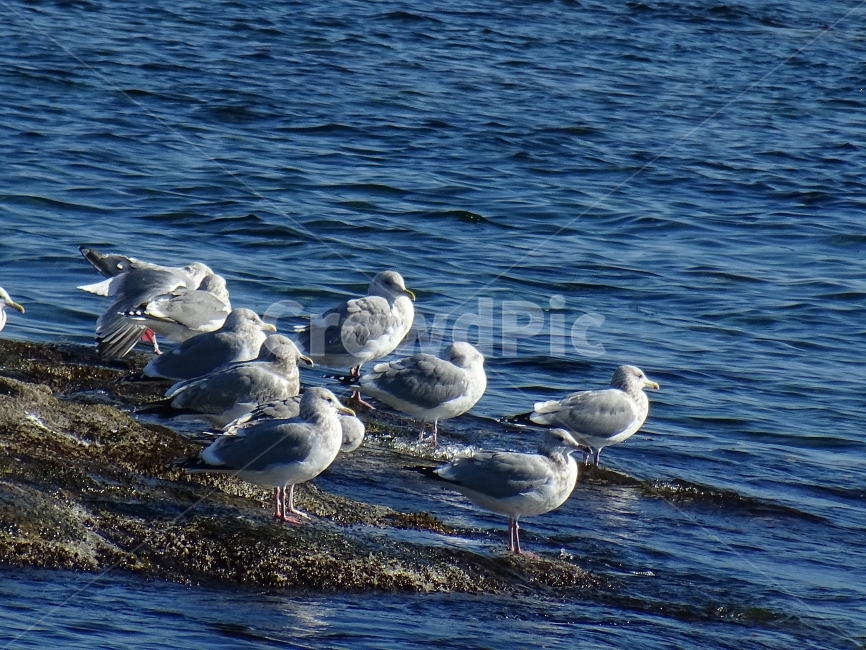 갈매기,동물,조류,새,gull,바다풍경,동물,animal,조류,새,birds