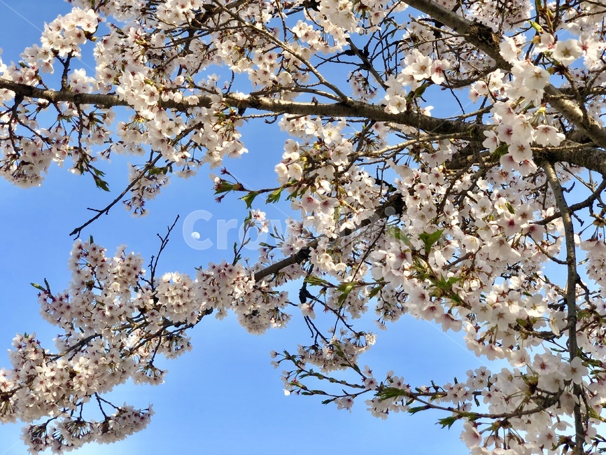 봄,벚꽃,하얀달,whitemoon,낮에뜨는달,하늘,sky,spring,cherryblossoms