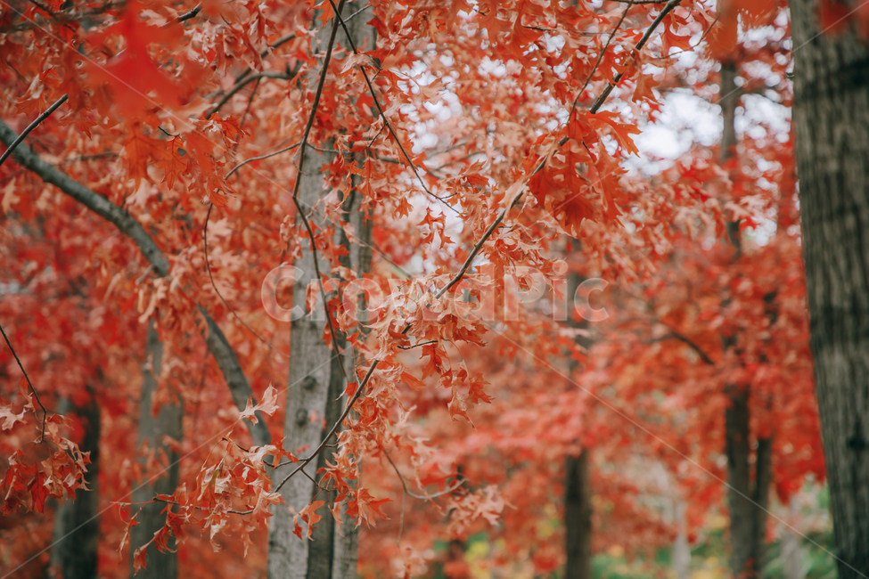 가을,단풍,나뭇잎,나무,붉은,빨간,잎,잎사귀,가을,계절,fall,autumn,season,leaf,plant,식물,tree,maple