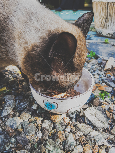 고양이,길고양이,도둑고양이,cat,샴고양이,유기묘,동물,animal,포유류,mammal,고양이,cat,kitten,kitty