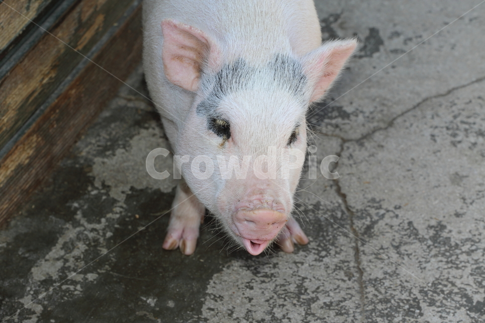 돼지,애기돼지,ㄷ애기돼지,돈,돼지화분,도야지,동물,animal,포유류,mammal