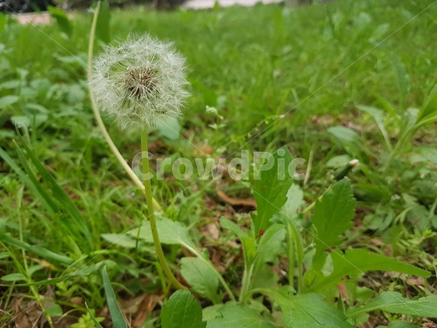 민들레,민들레씨,꽃,풀,민들레꽃