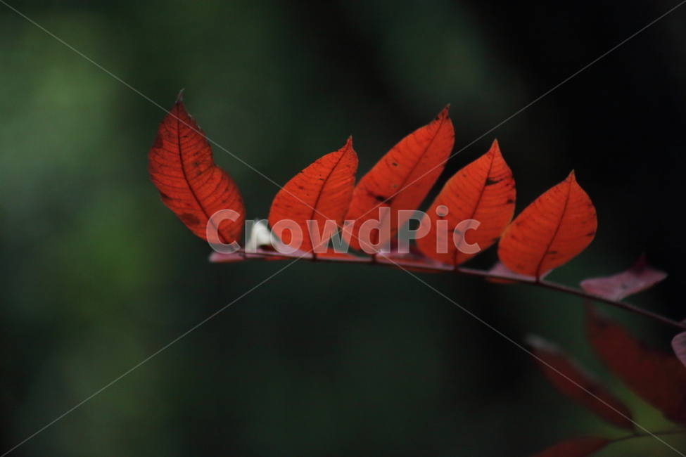 단풍,잎,가을,redleaves,leaf,가을,계절,fall,autumn,season,veins,정맥,plant,식물