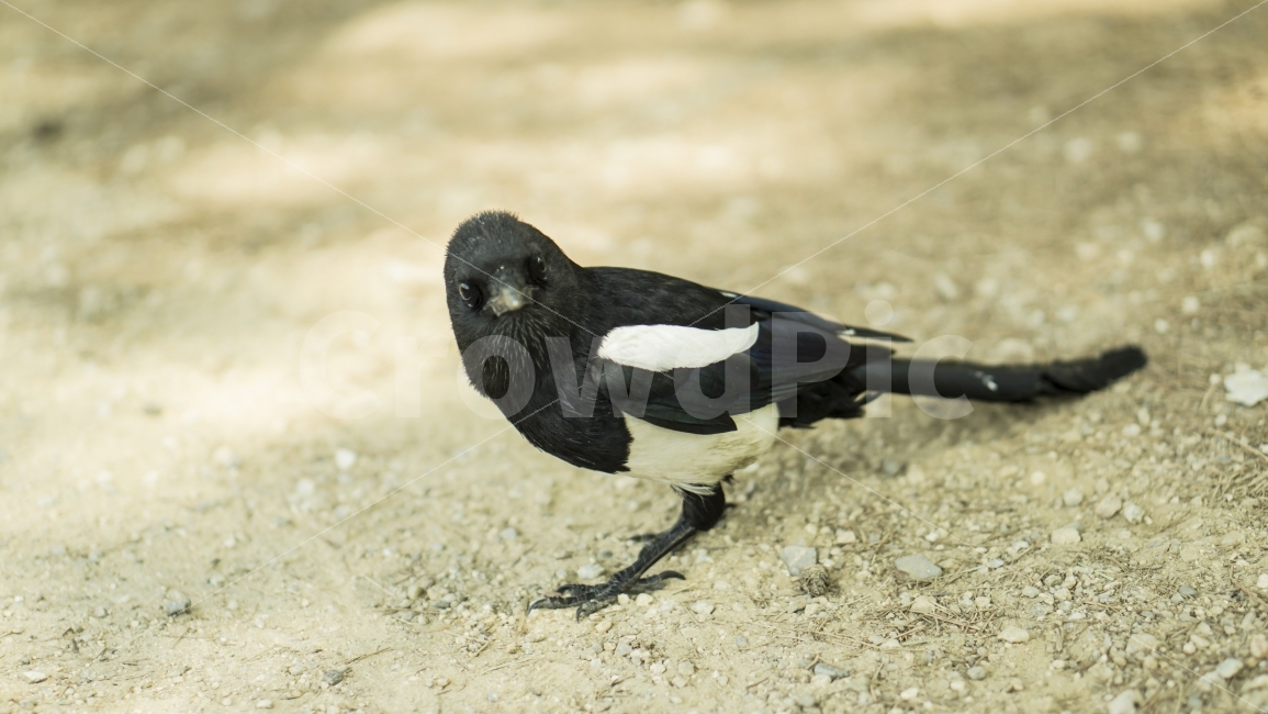 새,까치,동물,자연,bird,animal,동물,animal,조류,새,birds