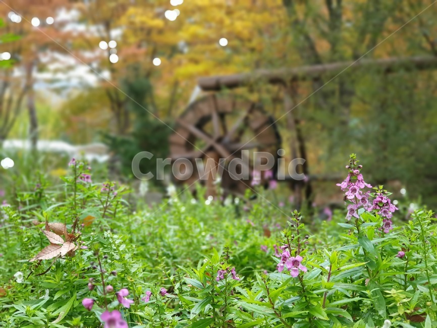 plant,식물,outdoors,옥외,물래방아,꽃,가을,계절,자연,식물,자연,plants,nature