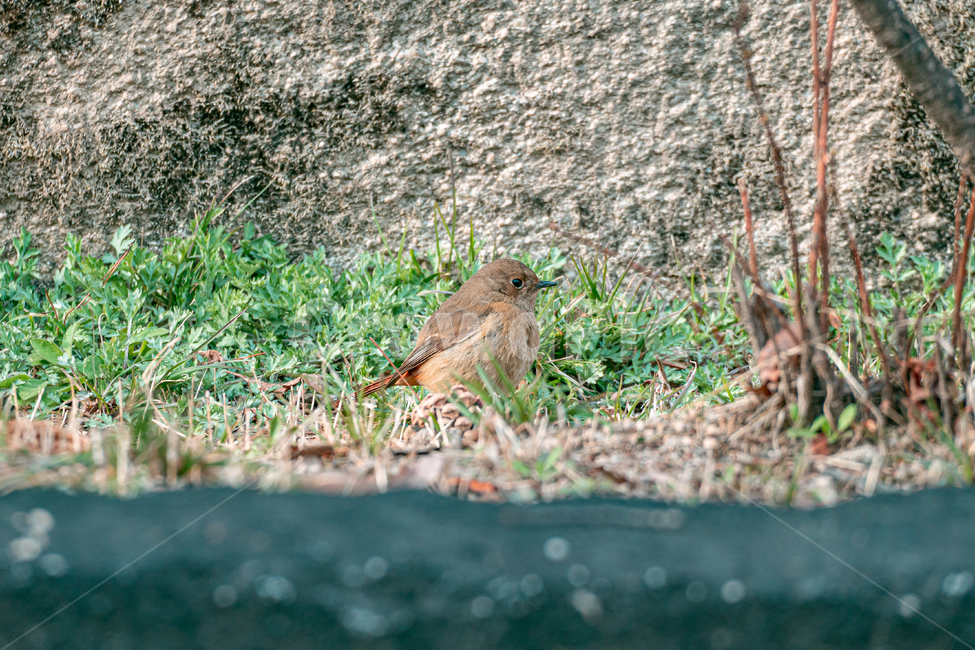 참새,새,동물,sparrow,bird,animal,동물,animal,조류,새,birds