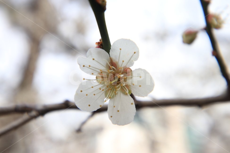 봄,벚꽃,꽃,spring,flower,cherryblossoms,봄,계절,spring,season,식물,자연,plants,nature,꽃,flower,plant,blossom