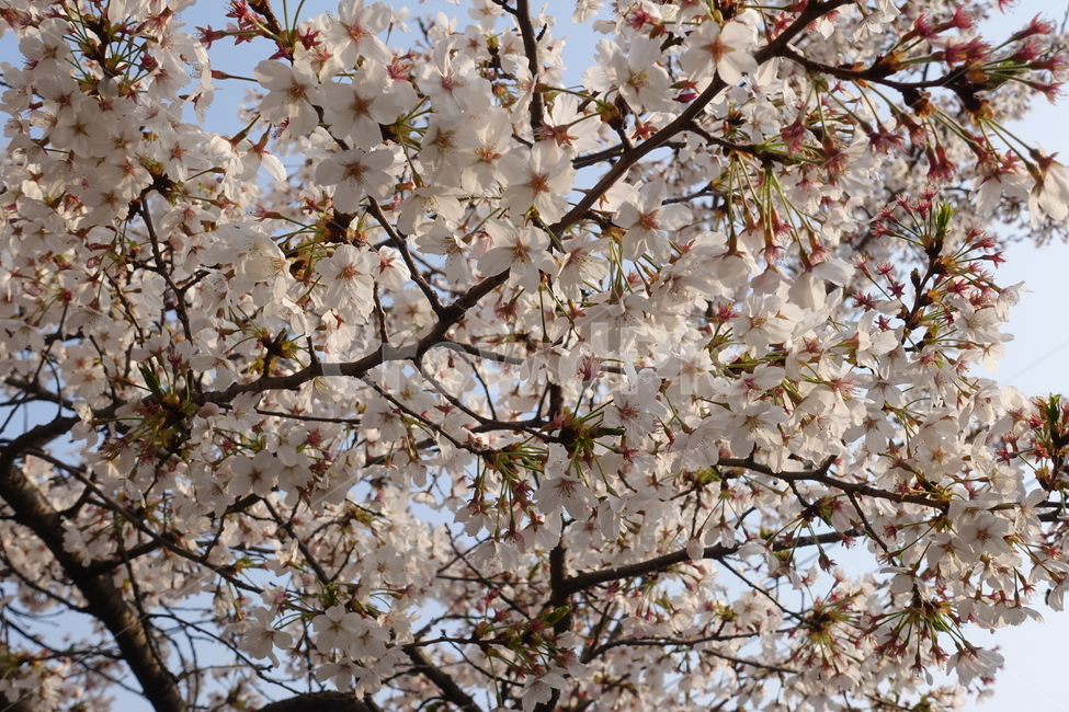 벚꽃,봄꽃,봄,하얀벚꽃,cherryblossom,봄,계절,spring,season,식물,자연,plants,nature,꽃,flower,plant,blossom,cherry blossom