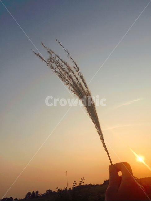 노을,갈대,구름,억새,여자,만세,하늘,가을,느낌,분위기,억새풀,sky,fall,계절,나무,자연,풍경,한국경치,한국풍경,손,신체,해,햇빛,주황빛